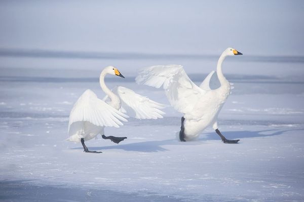 Goff, Ellen 아티스트의 Japan-Hokkaido A pair of whooper swans celebrate loudly with each other after landing on the ice작품입니다.